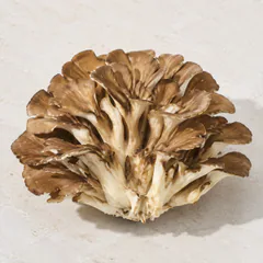 Maitake Mushroom