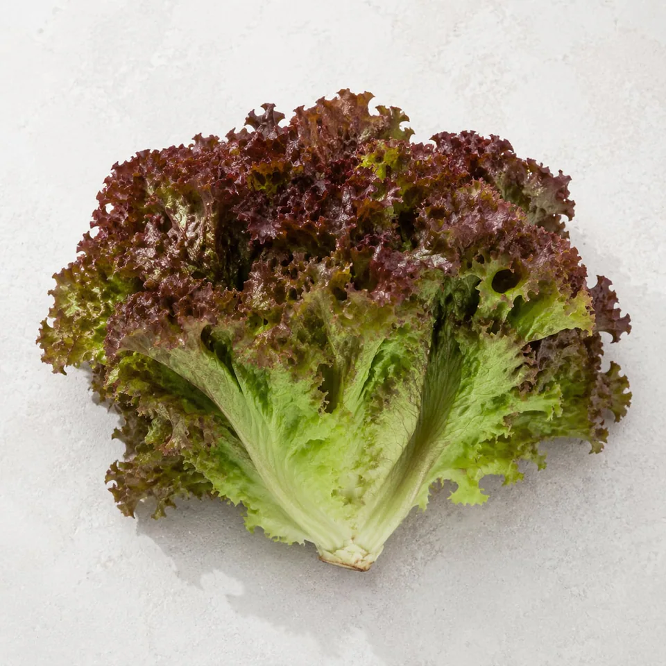 Red Leaf Lettuce