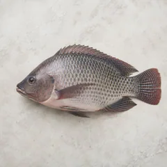 Tilapia
