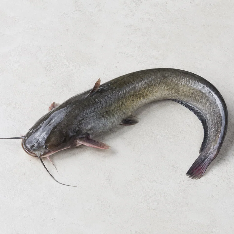 Catfish