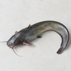 Catfish
