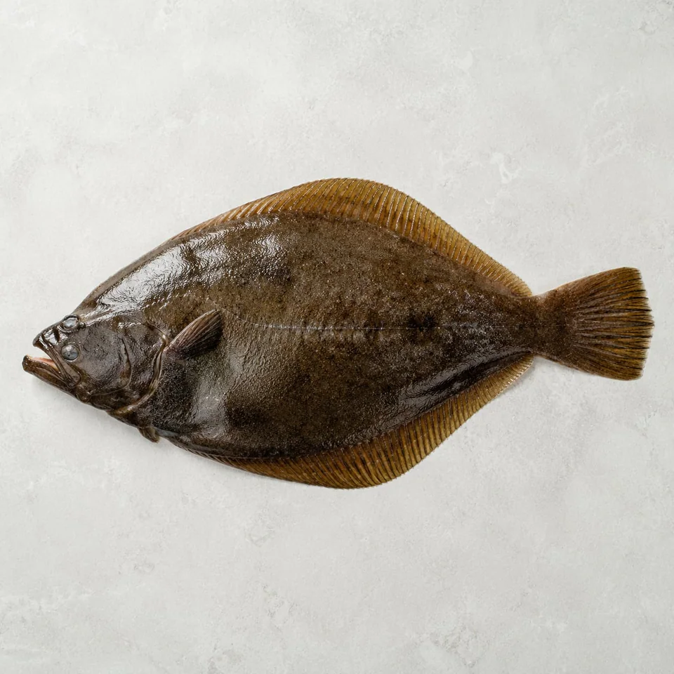 Halibut