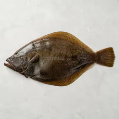 Halibut