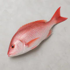 Snapper