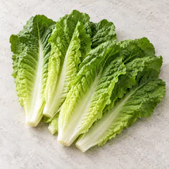Romaine Lettuce